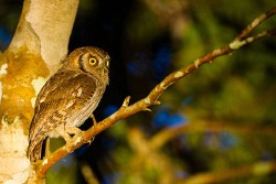 Tropical Screech-Owl (Otus choliba)